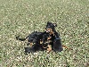  - chiots 5 semaines